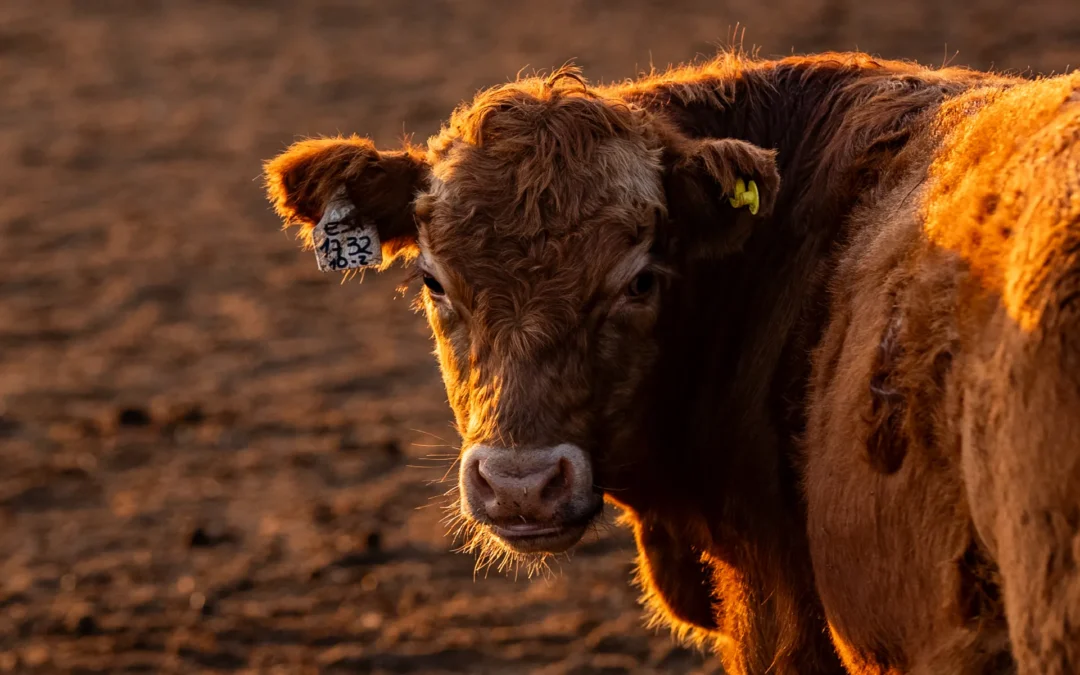 Bienestar animal: claves de nuestro sistema