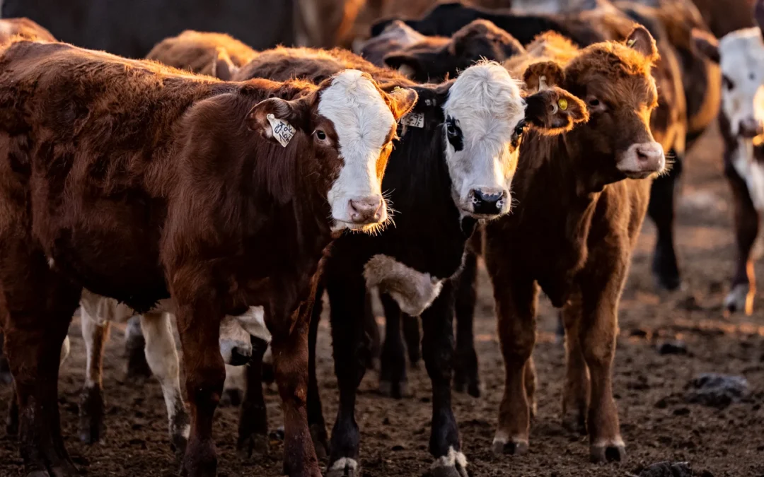 Recorridas más frecuentes y detección temprana